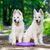 two small young dogs of the swiss white shepherd sitting in the forest waiting for the owner to play frisbee, dog with standing ears and panting, dog with long white fur