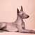 Xolo naked dog lying, dog without hair, dog without fur, standing ears on small brown dog