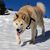 Un Akita mezclado con un husky corriendo por la nieve en una fría y clara tarde de invierno con un ojo azul y otro marrón.