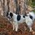 Retrato de un perro pastor rumano miorita que vigila el patio
