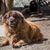 Un perro portugués de la Serra da Estrela descansa en un jardín