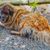 Un perro portugués de la Serra da Estrela descansa en un jardín