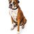 Perro adulto mezcla de boxer y bulldog sentado sobre una superficie blanca y mirando a la cámara