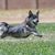 Vallhund sueco en el coursing rápido para gatos