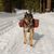 Mestizo de husky rotweiller con mochila jugando al aire libre en la nieve