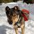 Mestizo de husky rotweiller con mochila jugando al aire libre en la nieve