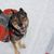 Mestizo de husky rotweiller con mochila jugando al aire libre en la nieve