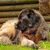 Un perro portugués de la Serra da Estrela en un jardín