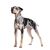 Perro leopardo de Catahoula de Luisiana de pie delante de un fondo blanco
