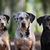Tres perros Catahoula al aire libre