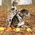 Increíble perro Catahoula de Luisiana con adorable cachorro en otoño