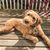 El Labradoodle australiano es una mezcla de Labrador Retriever, Caniche y Cocker Spaniel.