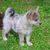 Adorable cachorro Pomsky de ojos azules. El Pomsky es una raza artificial, mezcla de Husky siberiano y Pomerania.