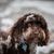 Primer plano de un precioso perro Labradoodle australiano marrón