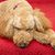 El Labradoodle australiano es una mezcla de Labrador Retriever, Caniche y Cocker Spaniel.