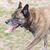 Feliz perro grande mezcla de husky y bóxer sale a pasear sin correa por el parque
