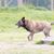 Un gran perro atigrado pasa corriendo por la pista de obstáculos del parque para perros