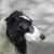 El Taigan pertenece a la familia de los galgos orientales. El Taigan es una raza canina muy rara, de la que se han registrado unos 300 ejemplares en todo el mundo.