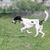 El Taigan pertenece a la familia de los galgos orientales. El Taigan es una raza canina muy rara, de la que se han registrado unos 300 ejemplares en todo el mundo. Enfoque selectivo del perro