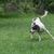 El Taigan pertenece a la familia de los galgos orientales. El Taigan es una raza canina muy rara, de la que sólo hay unos cientos en el mundo. Enfoque selectivo sobre el perro