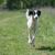 El Taigan pertenece a la familia de los galgos orientales. El Taigan es una raza canina muy rara, de la que se han registrado unos 300 ejemplares en todo el mundo. Enfoque selectivo del perro