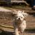 Un pequeño perro mestizo (Shih Tzu/Chihuahua) sale a pasear por el parque