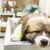Simpático cachorro (perro tailandés Bangkaew) enfermo y durmiendo en la mesa de operaciones de la consulta del veterinario