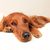Precioso perro irlandés dorado. Mezcla de Golden Retriever y Setter irlandés. El perro está tumbado sobre un cojín blanco, espacio para texto.