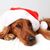 Precioso perro irlandés dorado con un gorro de Papá Noel por Navidad. Mezcla de Golden Retriever y Setter irlandés. El perro está tumbado sobre un cojín blanco, espacio para texto.