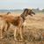 Dos galgos kazajos anaranjados Tazi en un campo de trigo otoñal