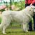 Retrato de un bonito perro blanco - Slovak Chuvach