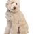 Labradoodle australiano delante de un fondo blanco