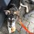Hund,Hunderasse,Fleischfresser,Kitz,Begleithund,Arbeitstier,Schnauze,Schwanz,Sportliche Gruppe,Halsband,