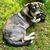 Hund,Fleischfresser,Gras,Pflanze,Rehkitz,Hunderasse,Begleithund,Bodendecker,Schnauze,Landtier,