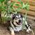 Hund,Pflanze,Hunderasse,Fleischfresser,Begleithund,Kitz,Gras,Schnauze,Sportliche Gruppe,Canidae,