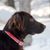 Perro alemán de pelo largo en invierno con nieve, perro marrón oscuro de pelo largo de Alemania