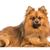 Perro, mamífero, vertebrado, raza de perro, Canidae, Spitz alemán, Pomerania, Spitz, carnívoro, perro de compañía, Spitz rojo alemán