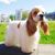Cocker spaniel americano marrón blanco cepillado, no más rizos, perro con rizos, perro que va a las exposiciones, raza de perro bien cuidada, raza de perro mediana con pelo largo