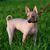 American Hairless Terrier Perro desnudo en la hierba
