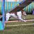 American Rat Terrier, Terrier de América, raza de perro blanco y marrón, perro pequeño con orejas puntiagudas, perro en deportes caninos, agility