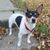 American Rat Terrier, Terrier de América, raza de perro blanco y marrón, perro pequeño con orejas puntiagudas, retrato de un perro pequeño, perro de compañía, perro familiar, perros tricolores con orejas grandes, raza de perro pequeño