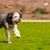 Perro, Mamífero, Vertebrado, Raza de perro, Canidae, Carnívoro, Grupo deportivo, Perro de pastoreo, Hierba, Raza rara (perro), Spotted Aussiedoodle corre por el prado