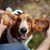 El Basset tiene las orejas muy grandes que son tiradas por un humano como un murciélago, perro blanco marrón, raza de perro tricolor similar al Beagle