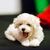 Perro con rizos, perro parecido al caniche, cachorro de perro bichón frisé, perro pequeño blanco
