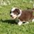 Perro, mamífero, vertebrado, raza de perro, Canidae, carnívoro, cachorro, perro de compañía, grupo deportivo, cachorro de Bearded Collie marrón blanco corriendo en el prado