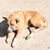 Temperamento de Cur de Boca Negra, Perro Negro Marrón con Patas Blancas Tumbado en el Suelo en América, Raza de Perro Americana