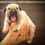 Perro, mamífero, vertebrado, Canidae, raza de perro, piel, carnívoro, pliegues, cachorro de boerboel con la boca abierta sostenida por dos manos
