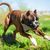 Perro, mamífero, vertebrado, Canidae, raza de perro, carnívoro, perro bóxer con las orejas cortadas corre por el prado, alumbre, raza similar al antiguo bulldog inglés, hocico,