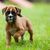 Perro, mamífero, vertebrado, raza de perro, Canidae, carnívoro, Boxer, raza similar al Boerboel, hierba, Tosa, cachorro de perro Boxer marrón blanco