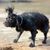 boykin spaniel tiembla después del baño, perrito que nada, perrito que le gusta nadar, perrito negro pequeño